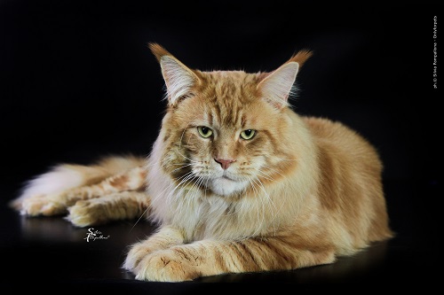 allevamento maine coon