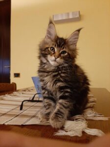 allevamento maine coon