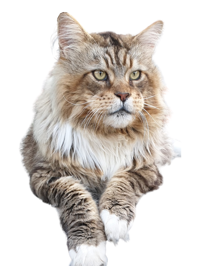 allevamento maine coon