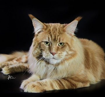 Lionheartcoon-Goliath-pz60m8jvk01a2tryzbcgiclwoc97kylwd6t8my5loi.jpg
